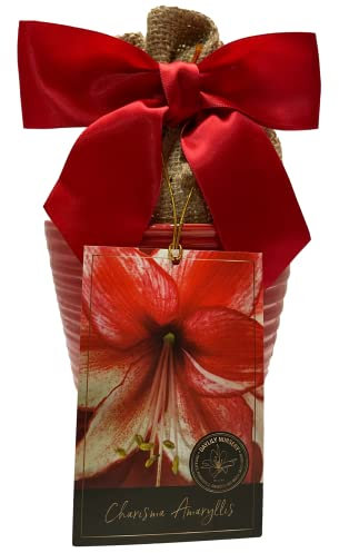 Elegant Charisma Amaryllis Geschenk-Set Wunderschöner Keramiktopf mit großer Charisma-Zwiebel, Jutebeutel und Wachstumsmedium
