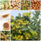 Semi di nocciola Albero di nocciole piante da ombra resistenti, albero ornamentale di semi esotici, cespuglio di nocciole, semi piante in vaso resistenti steli resistenti, albero dei 100pcs