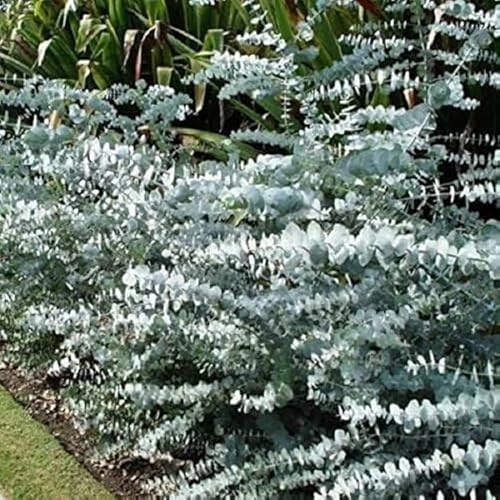 Eucalyptus 'Baby Blue' Perennial Garden Shrub Plug Plants Pack x6