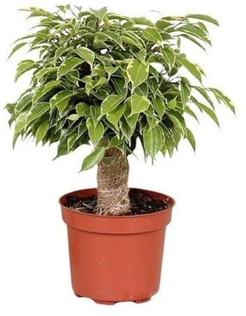 Birken-Feige - Ficus Benjamina Kinky - Zimmerpflanze - Ø12cm - 28cm