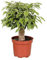 Birken-Feige - Ficus Benjamina Kinky - Zimmerpflanze - Ø12cm - 28cm