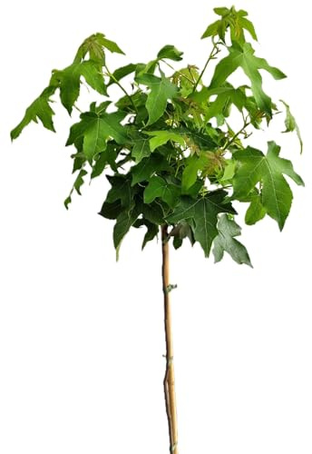 Amberbaum Liquidambar Styraciflua - Gumball - Hochstamm 80-100 cm winterhart Freilandaufzucht