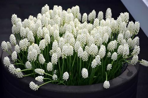 Grape Hyacinth Bulbs-Hyacinth Plants-Perennial Delights for Spectacular Garden Displays(FRJNGC)-6 Bulbs-E