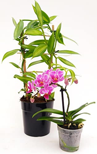 POWERS TO FLOWERS - ORCHIDEA VANIGLIA XL ed ORCHIDEA PHALAENOPSIS STRIATA BONSAI, Pianta Vera