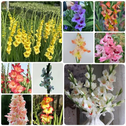 10 Bulbos De Gladiolo Resistentes - Flores De Balcón, Flores Silvestres, Flores De Balcón, Tubérculos De Gladiolo, Plantas En Maceta Resistentes, Flores De Balcón, Prado De Flores, Plantas P