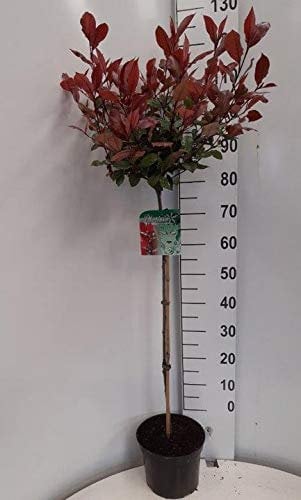 Glanzmispel Stämmchen, Photinia Little Red Robin, 120-130 cm