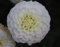 Pompon Dahlie White Aster Knolle Blumenzwiebeln (1)