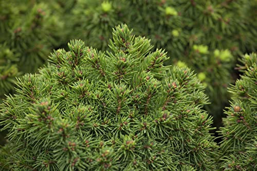 Picea glauca 'Alberta Globe' 15-20 cm - Zwergfichte, kompakte Kugelform, ideal für Kübel und Steingärten, winterhart und pflegeleicht