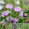 30 pcs alfalfa samen - gartenkräuter dachbegrünung luzerne, hochbeet balkon deko pflanze kräuterbeet indoor garten geschenk nachhaltige geschenke für frauen deko modern