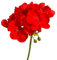 Geranium Plants, 'Deep Scarlet', 20 x Full Plant Pack, Red Geraniums, Bedding Plants, Geraniums, Garden Ready and Ready to Plant, Premium Quality Flowers
