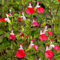 Salbei Samen Mehrjährig Winterhart, stauden winterhart mehrjährig, Salvia japonica, salbei pflanze samen kräuter saatgut wildblumensamen mehrjährig winterhart garten samen, 600pcs