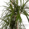 Dracaena Marginata - Maceta 20cm. - Altura aprox. 1m - 3 Troncos - Planta viva - (Envío sólo a Península)