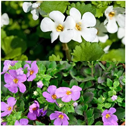 6 x Mixed Bacopa Plug Plants All Varieties Labelled. Perfect for Hanging Baskets or pots. Summer Garden. Ready to Plant. Beautiful Bacopa. Glam up Your Garden.