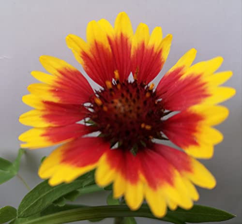 GAILLARDIA Aristata 'Arizona Sun' x 6 Medium Plug Plants - Hardy Perennial