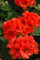 Ponak Neue 20pcs Geranien Blumensamen Orange