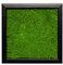 Moosbild Pflanzenbild Wandbild mit Flachmoos, versch. Maße günstig (100% Flachmoos) (Schwarz, 25x25 cm)