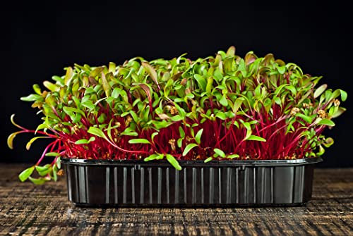 250 g Rote Bete Beete Sprossen Microgreens Keimsaat Keimsprossen Microgrün Bio Vegan