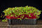 250 g Rote Bete Beete Sprossen Microgreens Keimsaat Keimsprossen Microgrün Bio Vegan