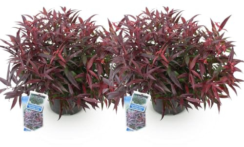 GreenboutiQ - Gartenpflanze - Leucothoe Burning Love - Rot - 2 Pflanzen - Immergrün - Wenig Pflege - Topf 17cm Höhe 45cm
