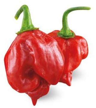 ORTOMIO Pianta Di Peperoncino Trinidad Scorpion Rosso (in Vaso Ø 14cm)
