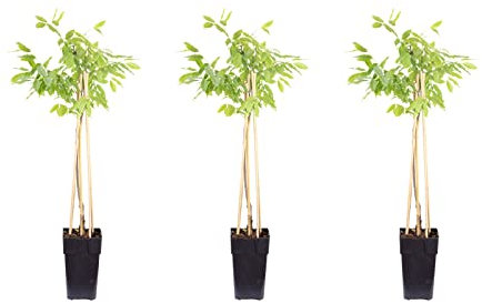 3er-Set chinesischer Blauregen - Höhe ca. 65 cm, Topf-Ø 15 cm - Wisteria Sinensis 'Prolific'