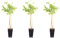 3er-Set chinesischer Blauregen - Höhe ca. 65 cm, Topf-Ø 15 cm - Wisteria Sinensis 'Prolific'