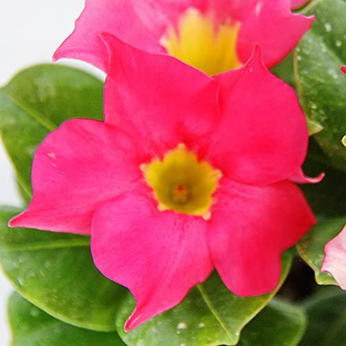 Exotenherz - Dipladenia - Chilenischer Jasmin - 10cm Topf - 1 Pflanze - rosa