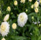 Semillas de flores de crisantemo blancas