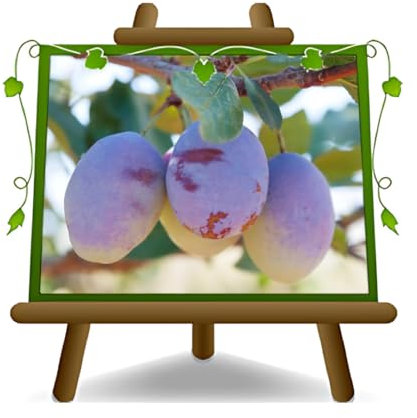 EURO PLANTS VIVAI Susino Coscia di Monaca di Velletri - Pianta su Vaso da 24/26 cm - Altezza 160~180 cm - Età 4 Anni