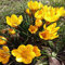 Bulbes de crocus au safran pour la plantation (10, jaune)