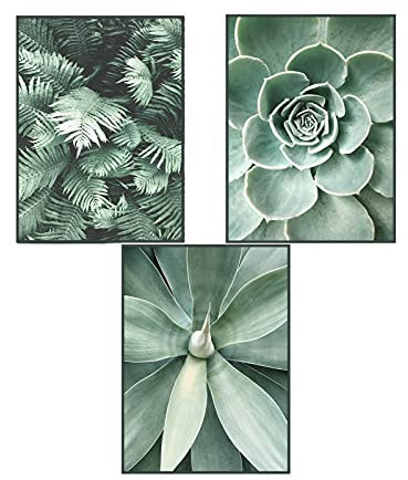 SWECOMZE Premium Poster 3er Set, Wandbilder Collage Kunstposter, OHNE Rahmen, Palmblatt Blätter Pflanze, Print Bilder Wandposter Posterset Home Deko (Sukkulenten,50 x 70 cm)