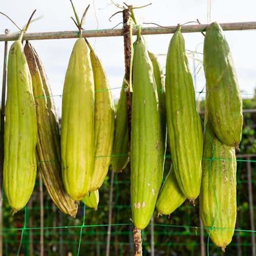 200 pcs Luffa pflanze kaufen samen - anzuchtset gemüse winterharte kübelpflanzen,Luffa cylindrica, gemüsepflanzen topfpflanzen draußen winterhart historische gemüsesorten samen wintergemüse