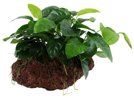 Aquarium Pflanze Anubias barteri var. nana Wasserpflanze auf Lavastein Nr.101 YLS Aquariumpflanze Wurzelstock Rhizom