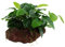 Aquarium Pflanze Anubias barteri var. nana Wasserpflanze auf Lavastein Nr.101 YLS Aquariumpflanze Wurzelstock Rhizom