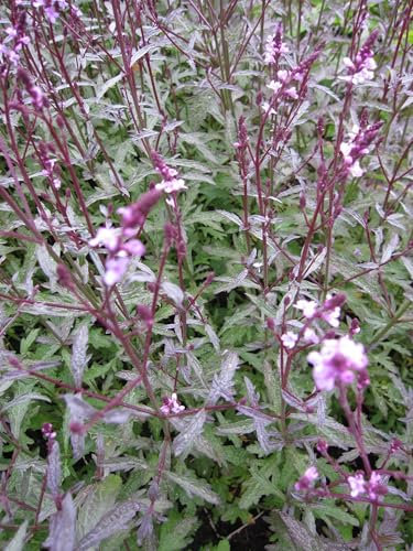 Verbena officinales variegata grandiflora Bampton - Purpurblättiges Echtes Eisenkraut Verpackungseinheit 1