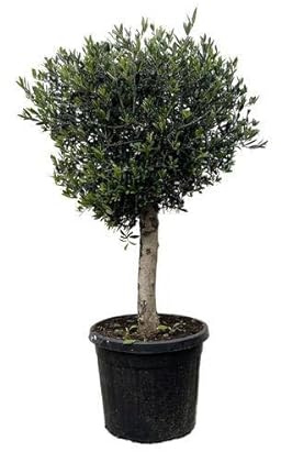 Ulivo – Olea Europaea Lorc 180 cm – Ø 50 cm – Pianta in vaso mediterranea con foglie verde argento – Elegante albero di ulivo per giardino, terrazza, balcone e giardino d'inverno, facile da pulire
