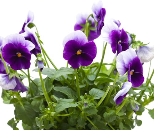 Bedding Plants - Viola 'Beaconsfield' - 20 x Full Plant Pack - Viola Plants - Outdoor Garden Ready - Premium Quality Plants