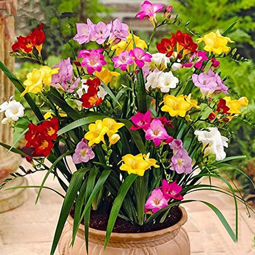 Haloppe 100 Pz Fresia Perenne Fiori Profumati Piante Semi Per Giardino Domestico Piantare, Fresia Perenne Semi Di Fiori Profumati Giardino Interno Rare Lampadine Bonsai