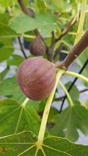 Ficus carica 'Pastiliere' / Figuier Rouge de Bordeaux/Godet/Fruitier
