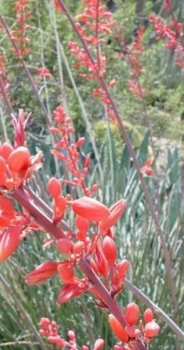 Yuca, Yuca Roja, Resistente a la siccità Fiore, 10 Semi! Groco