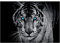 Forwall - Vlies Fototapete Tiger Tiere schwarz weiß Modern 312x219 cm - Fototapeten - Tapeten - für Wohnzimmer Schlafzimmer - Vliestapete Wandtapete Tapete 3D Effekt- inkl. Kleister