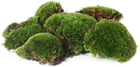 sphagnum-shop.com Frische Mossbollen 1000g - Ideal für Terrarium Deko, Moosbilder und Mooswand - Natürliche Mooskugeln für Basteln & Pflanzen Wand