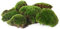sphagnum-shop.com Frische Mossbollen 1000g - Ideal für Terrarium Deko, Moosbilder und Mooswand - Natürliche Mooskugeln für Basteln & Pflanzen Wand