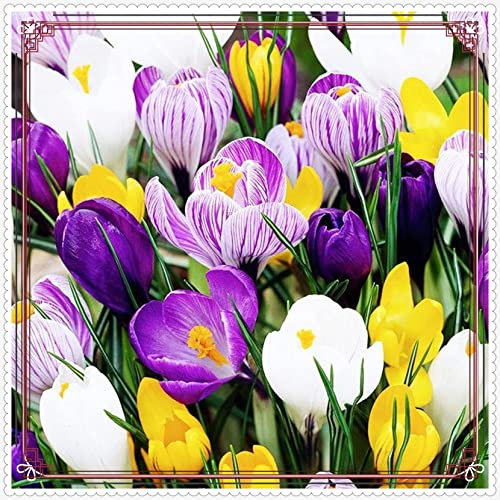 Krokus Zwiebeln-Winterhart MehrjäHrig Krokuszwiebeln Krokus Zwiebeln Krokus Zwiebeln Winterhart MehrjäHrig Krokusse Zwiebeln Krokuszwiebeln Kaufen Krokus Blumenzwiebeln Krokus Zwiebel-8zwiebeln-a