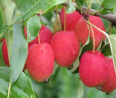 Miniapfel Gruschowka Omskaj,Kitaika,Apfelbaum Sibirische Renette,Грушовка Омсk