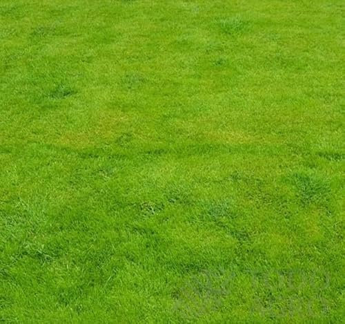 Césped Grama Fina Mediterráneo Envase de 1 KG para Cubrir 35m² de Suelo