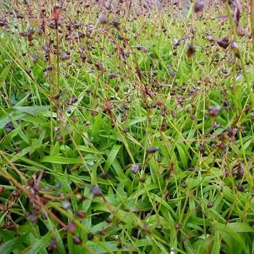 6x Hainsimse Igel - Luzula pilosa ‘Igel’ - Kleincontainer 9x9cm