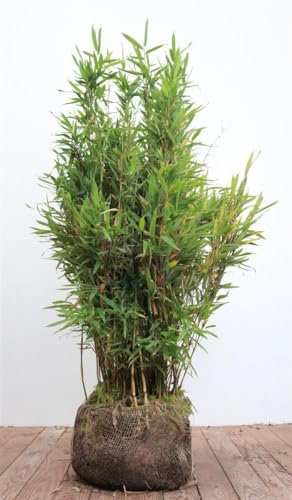 Schirmbambus 'Jumbo' 80-100 cm Ballen Fargesia murieliae winterhart