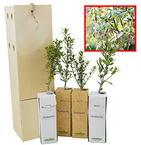 Olivier Sauvage | Arbuste pour Aménagement Paysager et pour son Fruit l’Olive | Jeune Pousse de 30 cm Reçue dans une Caisse en Bois Réutilisable | Pack 4 Unités