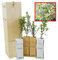 Olivier Sauvage | Arbuste pour Aménagement Paysager et pour son Fruit l’Olive | Jeune Pousse de 30 cm Reçue dans une Caisse en Bois Réutilisable | Pack 4 Unités